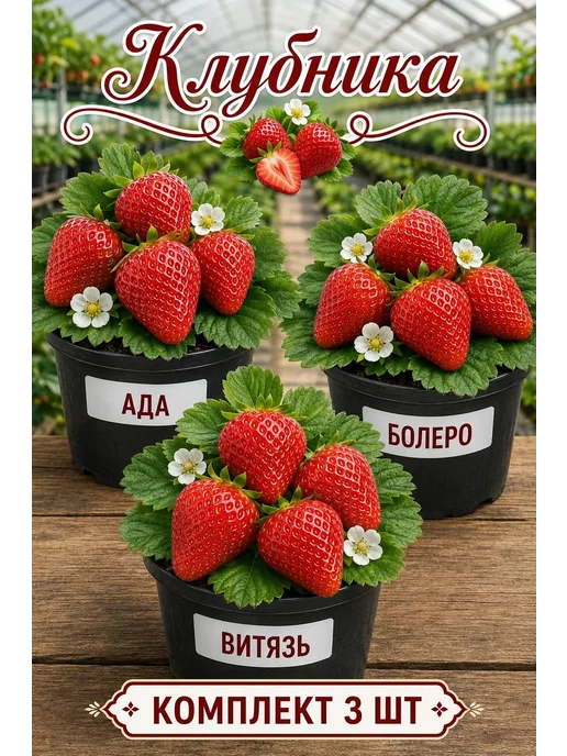 Клубника "Ада,Болеро,Витязь" рассада 3 штуки